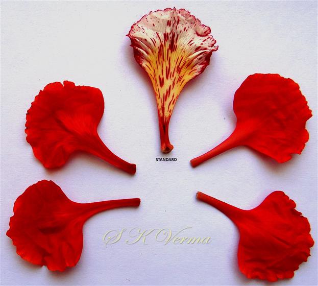  Petals